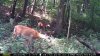 burrning bush fawns aug. 13, 2016 2016-08-13 008.JPG