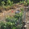 2016 cages on RP col oaks.JPG