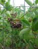 Caged Black Chokeberry 7-16-13.jpg
