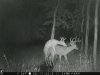 Queer Deer.jpg
