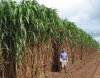 Ceres-Blade-Sweet-Sorghum.jpg