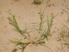 cenchrus-longispinus-sandbur_0808_165202.jpg