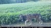 2016-8-19 Middle Beans.JPG