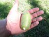 pawpaw fruit.jpg