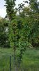 asian pear.jpg