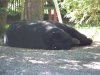 BIG V bear vids 068.JPG
