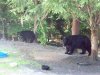 BIG V bear vids 088.JPG