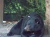 BIG V bear vids 101.JPG