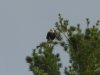 eagle.jpg