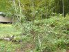vermont apple tree bear damage 2016-10-02 003.JPG