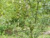 vermont apple tree bear damage 2016-10-02 004.JPG