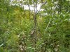 vermont apple tree bear damage 2016-10-02 008.JPG