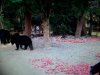 bears and apples 002.jpg