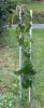 persimmon graft 2016 field left.jpg