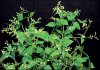ipm1007galinsoga02.jpg ipm1007galinsoga02.jpg