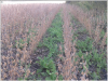 Beans brassica.PNG