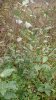 Shrub A1 20160924.jpg