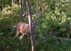 cropped buck.jpg
