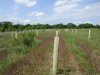 2016treeplanting2.jpg