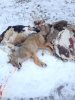 Yote Pile.jpg