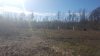 white oaks along side plot.jpg white oaks along side plot.jpg