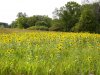 DSC00267 (Medium).JPG