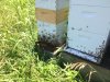 bees.JPG