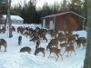 deer-feeding-corn-1.jpg