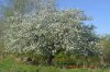 FranklinCiderApple2015May17 001.JPG