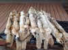 Finished 2017 coyotes.JPG
