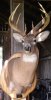 Jason 2008 buck inside barn 1.jpg