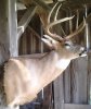 Jason 2013 buck inside barn 2.jpg
