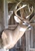 Tom 2013 buck inside barn 1.jpg