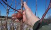 20170214_093527 dolgo seedling.jpg
