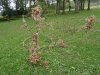 Tree of heaven.jpg Tree of heaven.jpg