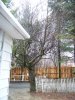 apple tree's 004.JPG