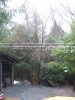 apple tree's 003.JPG