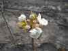 pear bloom 17.JPG