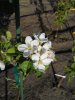 Pristine blossoms.JPG