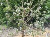 Tall Spindle Maslin bloom.JPG