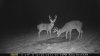 2bucks waterhole.jpg