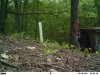bear 1.jpg