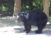 BIG V bear vids 028.JPG