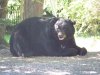 BIG V bear vids 038.JPG