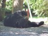 BIG V bear vids 074.JPG