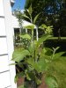 DSCN0410.JPG