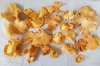 Chanterelle Mushrooms.jpg