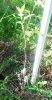 Miller Persimmon on an MDC seedling.jpg