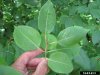 Nannyberry-Leaves.jpg