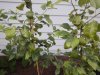 02 Honeycrisp.JPG